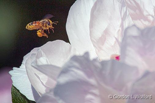 Incoming Bee_25531.jpg - Photographed on flight approach to a peony at Ottawa, Ontario, Canada.